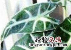 箭叶海芋如何养殖 箭叶海芋的养殖方法