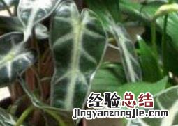 箭叶海芋如何养殖 箭叶海芋的养殖方法