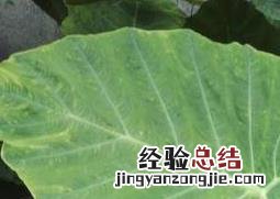 大野芋和海芋的区别 大野芋和海芋的区别在哪
