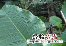 大野芋和海芋的区别 大野芋和海芋的区别在哪