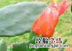 千手观音仙人掌什么时候开花 仙人掌什么时候开花