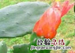 千手观音仙人掌什么时候开花 仙人掌什么时候开花