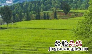 茶叶是经济作物吗知乎 茶叶是经济作物吗