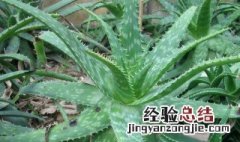 适合在寝室里养的植物 适合在寝室养的花