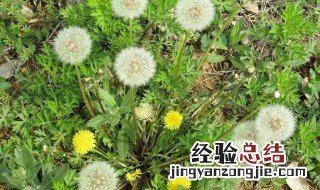 多裂蒲公英怎么吃 多裂蒲公英如何吃