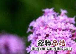 柳叶马鞭草种植方法和时间 柳叶马鞭草如何种植