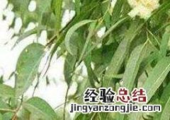 桉树叶有毒吗 桉树叶有毒吗怎么解毒?