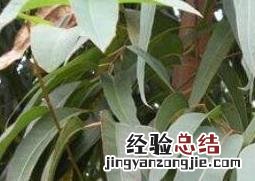 桉树叶有毒吗 桉树叶有毒吗怎么解毒?