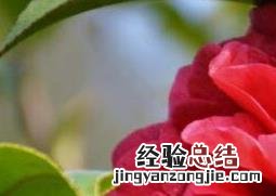 新鲜山茶花怎样泡水 山茶花怎么泡水