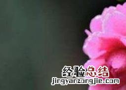 新鲜山茶花怎样泡水 山茶花怎么泡水