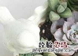 多肉植物长太高怎么办 多肉植物长太高怎么办视频