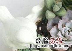 多肉植物长太高怎么办 多肉植物长太高怎么办视频