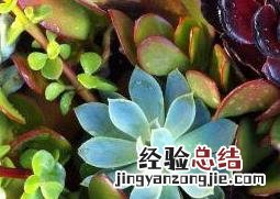 多肉植物长太高怎么办 多肉植物长太高怎么办视频