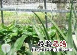 库拉索芦荟的功效与作用 库拉索芦荟的功效与作用及禁忌