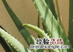 库拉索芦荟的功效与作用 库拉索芦荟的功效与作用及禁忌