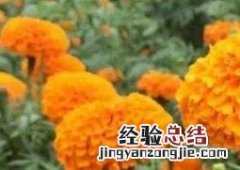 万寿菊的功效与作用视频 万寿菊的功效与作用