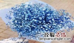 蓝色满天星代表啥意思 蓝色满天星代表什么意思