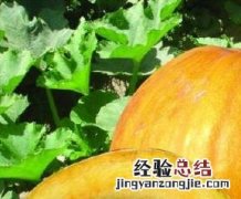 南瓜的营养价值和保健功能与作用 南瓜的营养价值和保健功能