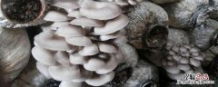 平菇一包能出多少斤 一万袋平菇一天能收多少斤
