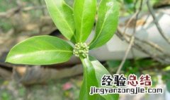 巴戟天的功效与作用 简单介绍一下