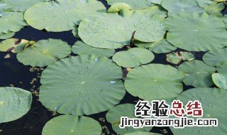 荷叶的功效与作用 降脂降压减肥瘦身