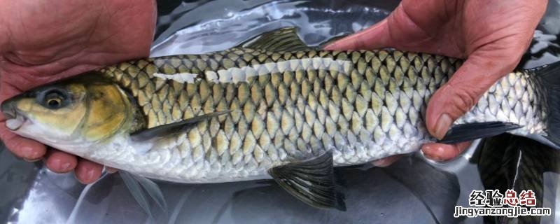 将军鱼又叫什么鱼 将军鱼学名