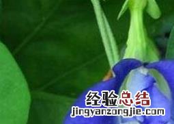 蝶豆花泡茶的功效与作用 蝶豆花泡茶的副作用