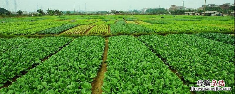 腈菌唑可防治哪些病害和三唑酮哪个对白粉效果好 腈菌唑可防治哪些病害