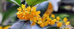 桂花采摘和保存方法 采下的桂花怎样保存