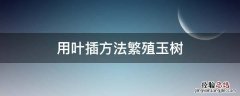 玉树叶子扦插方法 用叶插方法繁殖玉树