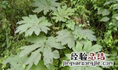 通草的功效与作用 做一个介绍