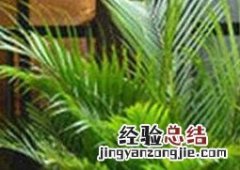 散尾葵的养殖方法