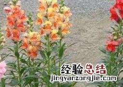 金鱼草怎么养家庭养法 金鱼草怎么养
