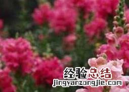 金鱼草怎么养家庭养法 金鱼草怎么养