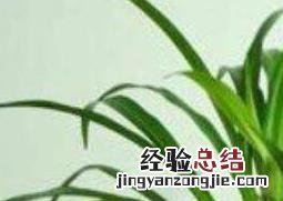 常见观叶植物有哪些 常见的观叶植物有哪些