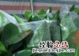常见观叶植物有哪些 常见的观叶植物有哪些
