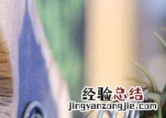 空气凤梨怎么繁殖的快 空气凤梨怎么繁殖