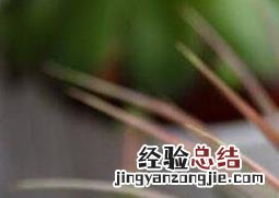 空气凤梨怎么繁殖的快 空气凤梨怎么繁殖