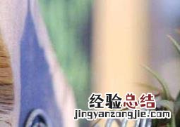 空气凤梨怎么繁殖的快 空气凤梨怎么繁殖