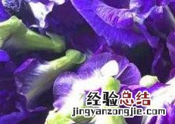 蝶豆花的功效与作用 蝶豆花的功效与作用及禁忌
