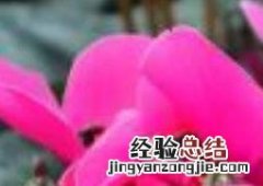 迷你仙客来的养殖方法和注意事项 仙客来的养殖方法和注意事项