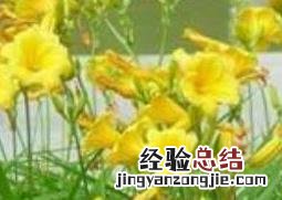 萱草的功效与作用 萱草的功效与作用功
