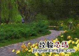 萱草的功效与作用 萱草的功效与作用功