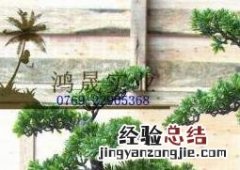 迎客松盆景的养殖方法以及注意事项 迎客松盆景怎么种植