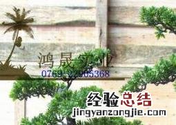 迎客松盆景的养殖方法以及注意事项 迎客松盆景怎么种植