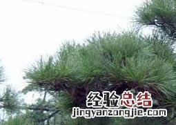 迎客松盆景的养殖方法以及注意事项 迎客松盆景怎么种植
