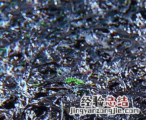 紫菜 含量 紫菜的挑选和紫菜的营养分析