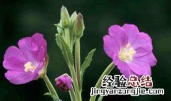 宿根花卉有那些适合北方种植 宿根花卉有那些适合北方种植的