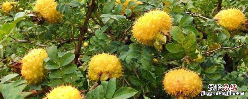 刺梨亩产量多少公斤 刺梨一亩产量多少