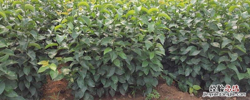 新梨7号梨树苗 新梨七号梨图片